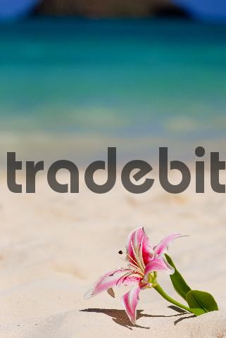 Product picture Beach Lily